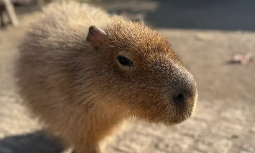 Capybara 